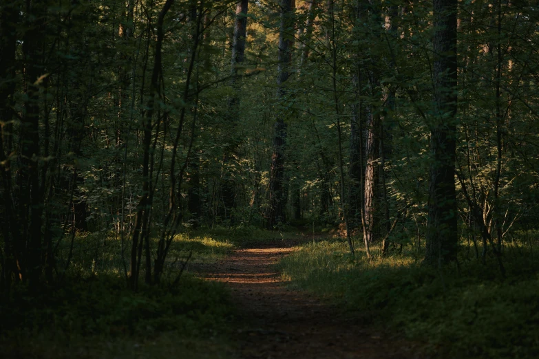 a trail with trees all around it in the forest