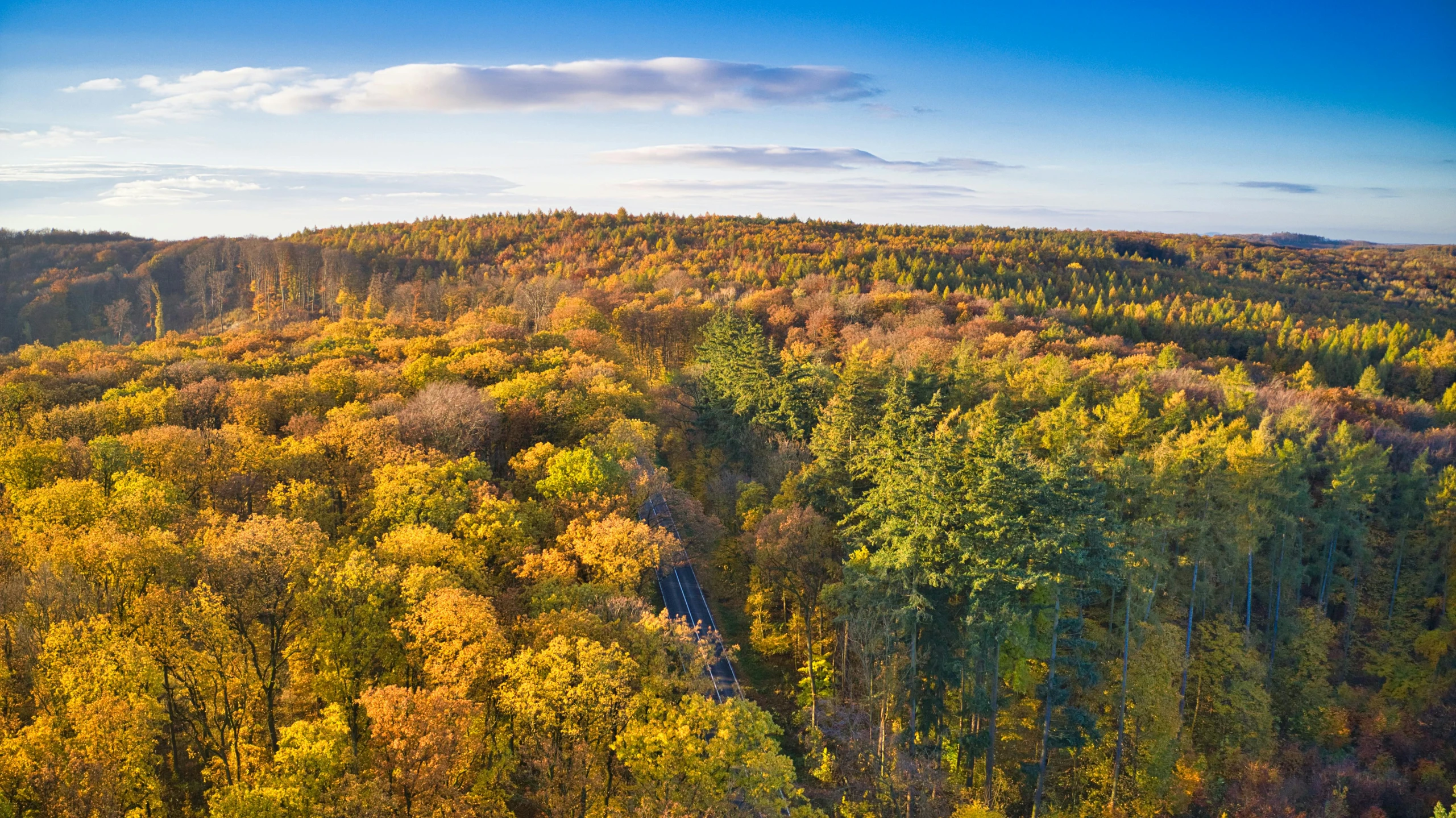 a very colorful forest filled with lots of trees