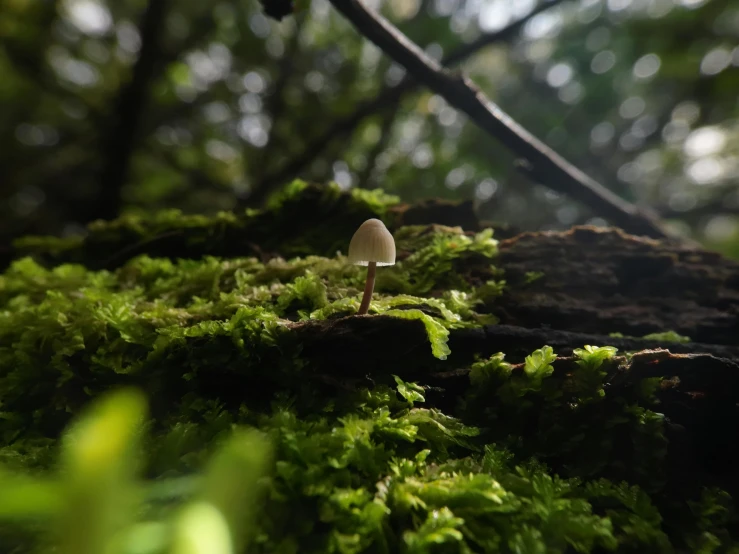 a small white mushroom on moss growing among trees