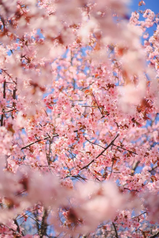 the nches of pink blossoming trees are shown