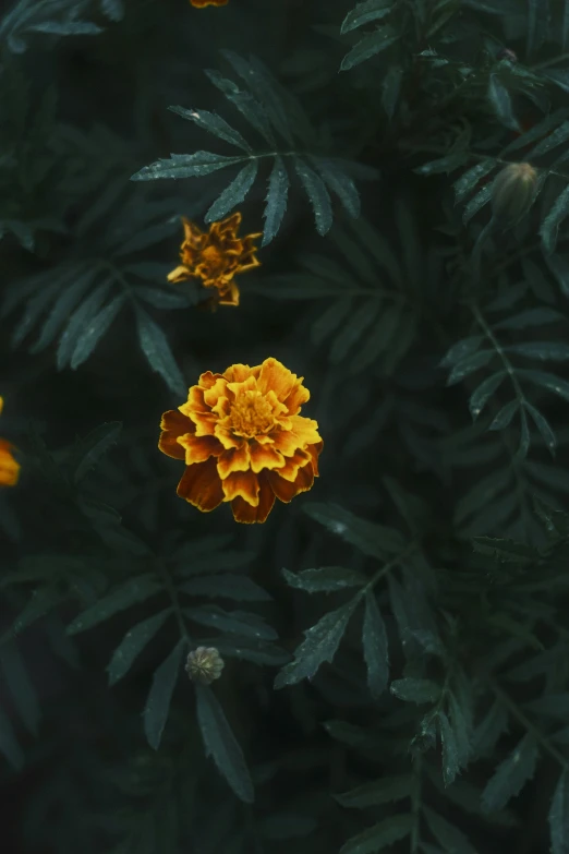 a large yellow flower growing in the middle of a tree