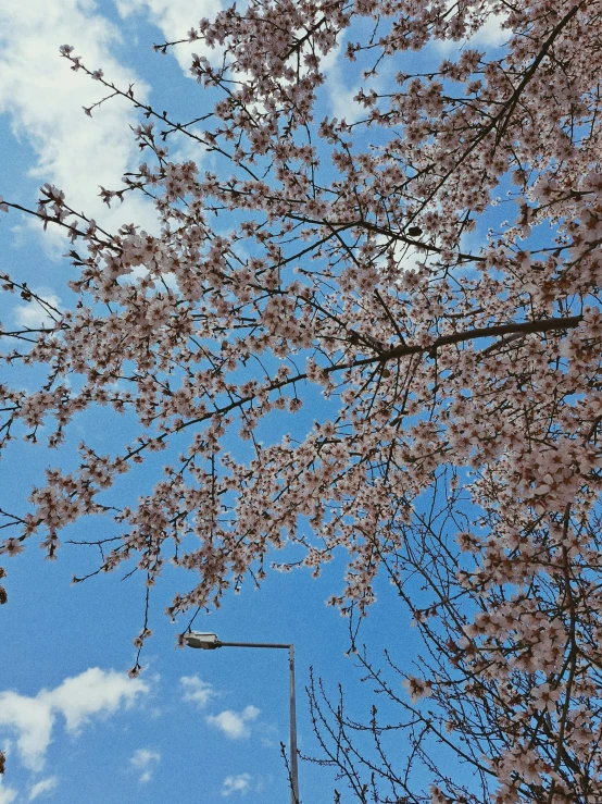 a sky view from the ground, with some clouds in the distance