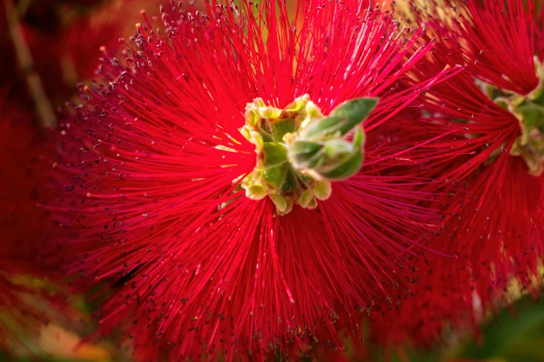 a red flower in front of green leaves