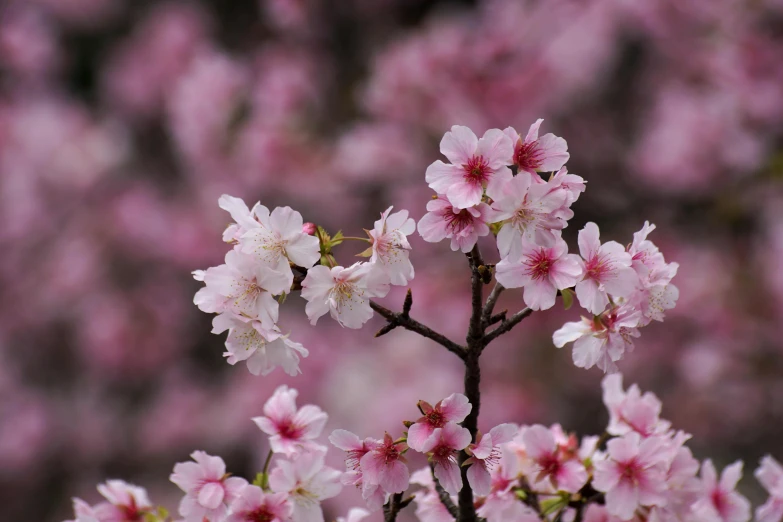 an image of a beautiful cherry blossom tree