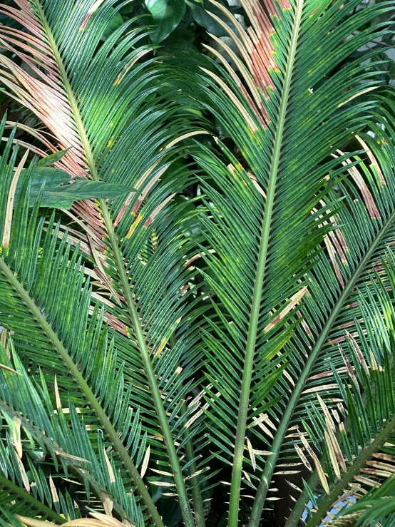 palm tree leaves that are very large and green