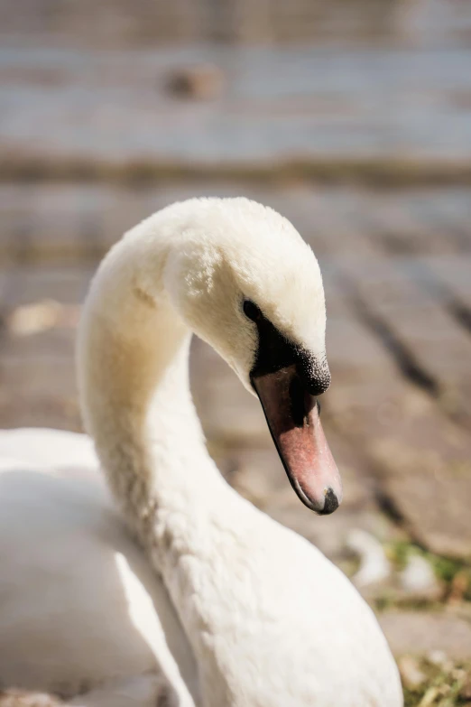 a goose with its eyes open looking towards the camera