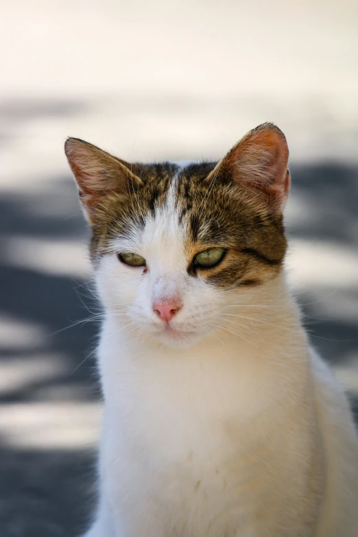 a close up of a cat with green eyes