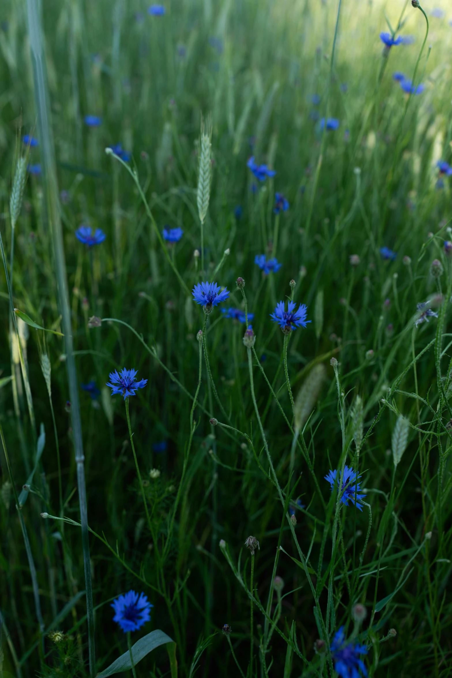 some blue flowers in a grassy field