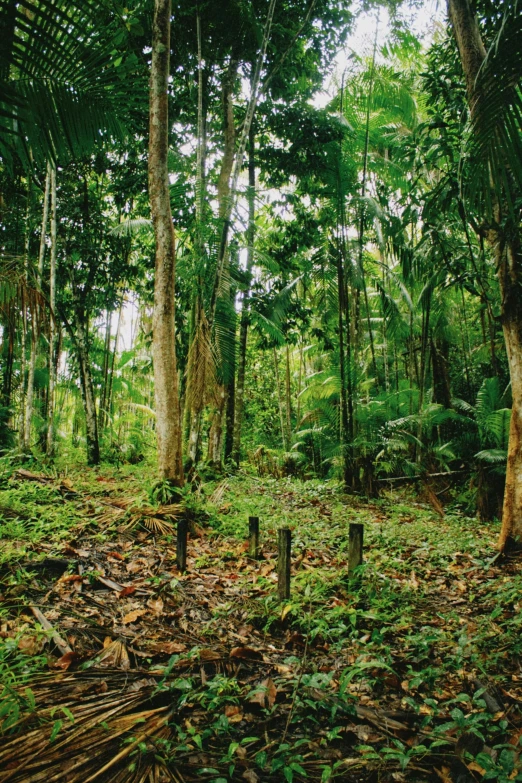 lush vegetation and tall trees grow in the middle of the forest