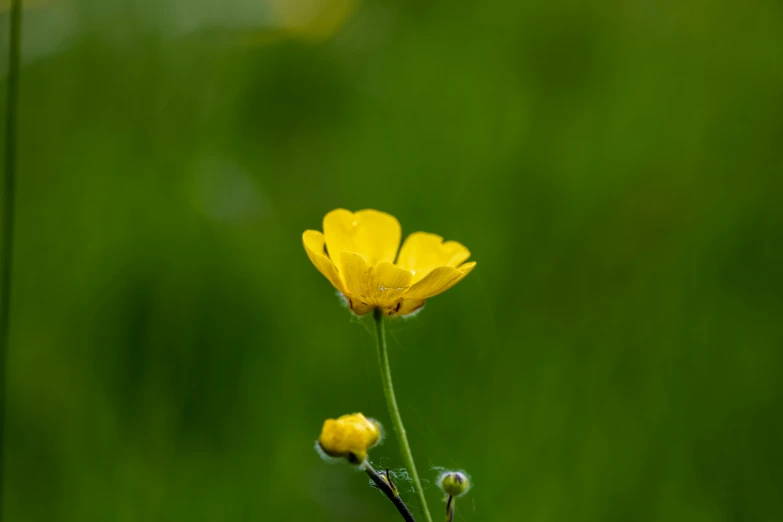a small yellow flower on the end of its stem