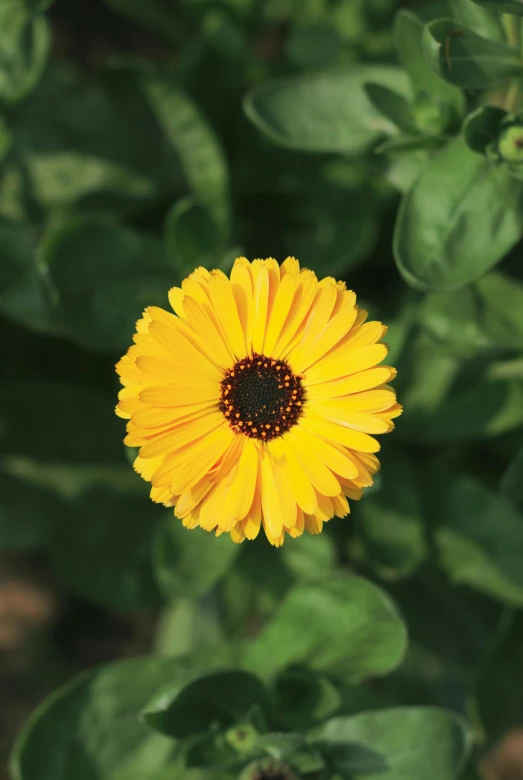 a yellow flower is in between green leaves