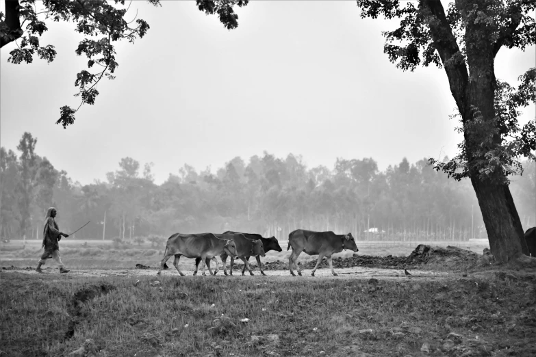 a man is running with cows in the rain