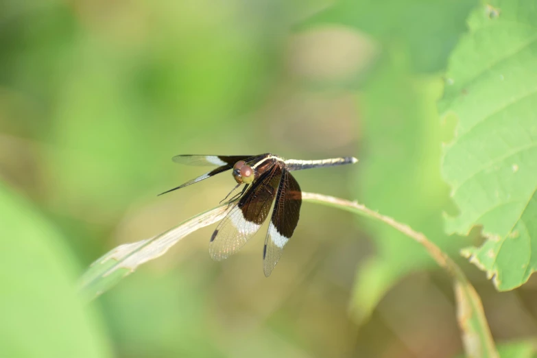 a small, brown and white insect resting on a nch