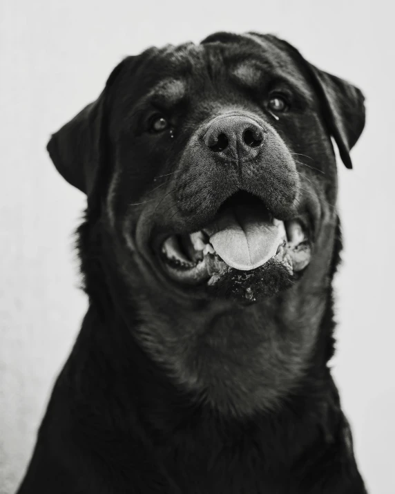 a black dog showing it's tongue while looking straight up