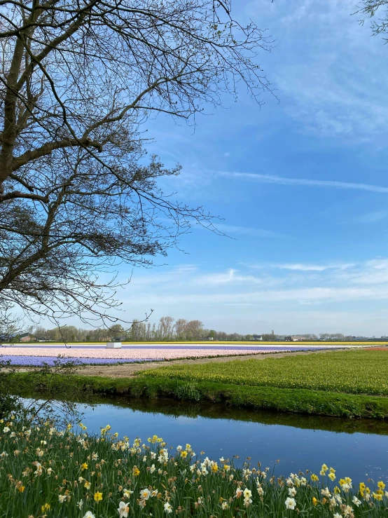 a lake that has grass and flowers in it