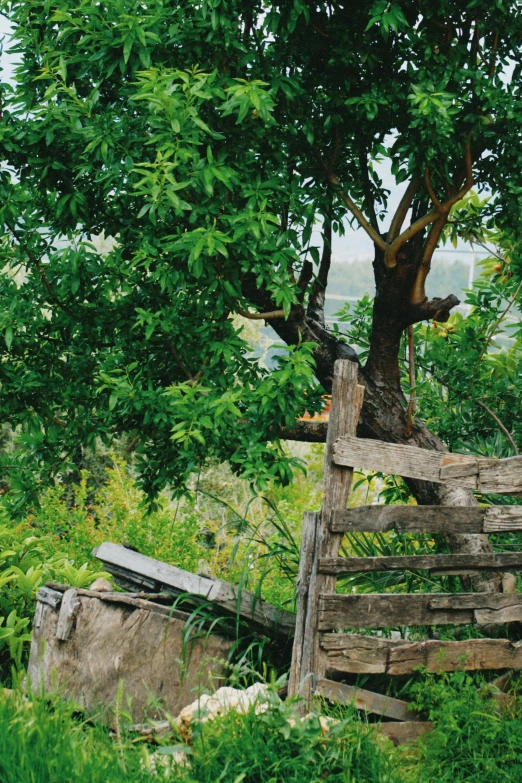 the nches of a tree growing over a fallen wooden fence