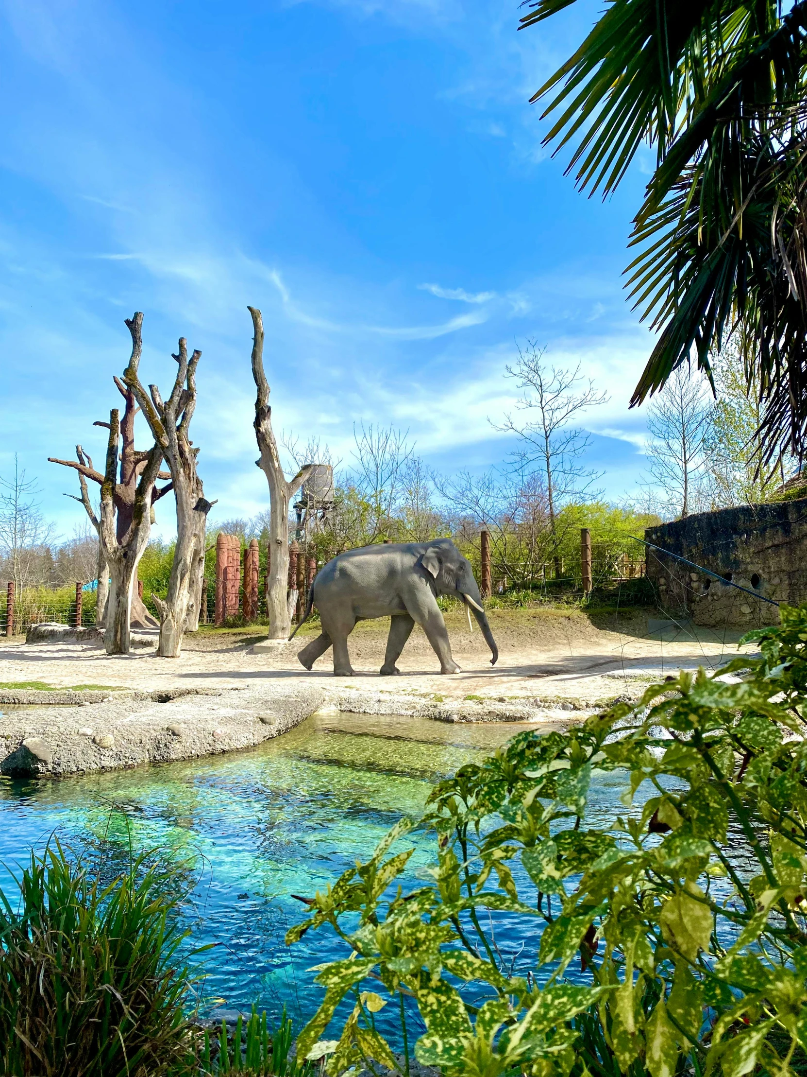 a large gray elephant walking by some trees