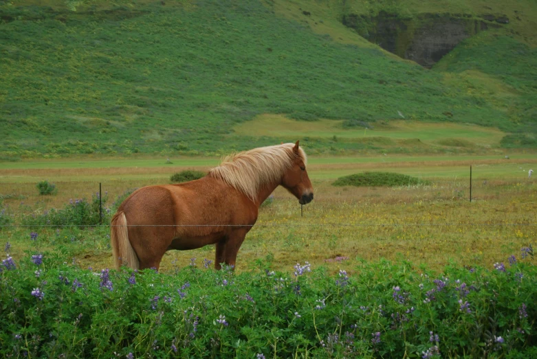 an orange horse on a hill with flowers