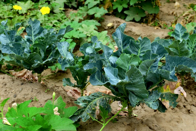 a close up of many plants with leaves