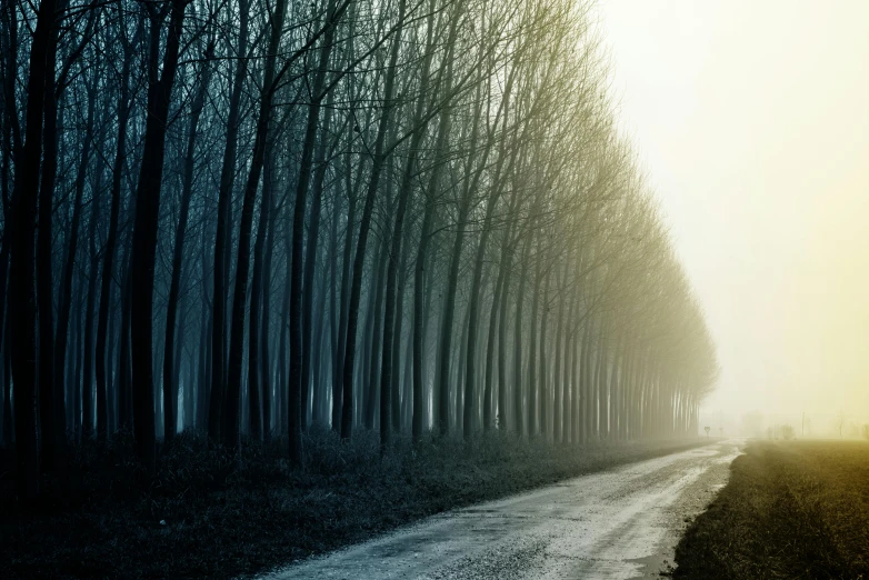 an open dirt road with a line of trees and fog in the sky