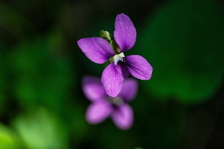 an unusual purple flower in the foreground, with a blurry background