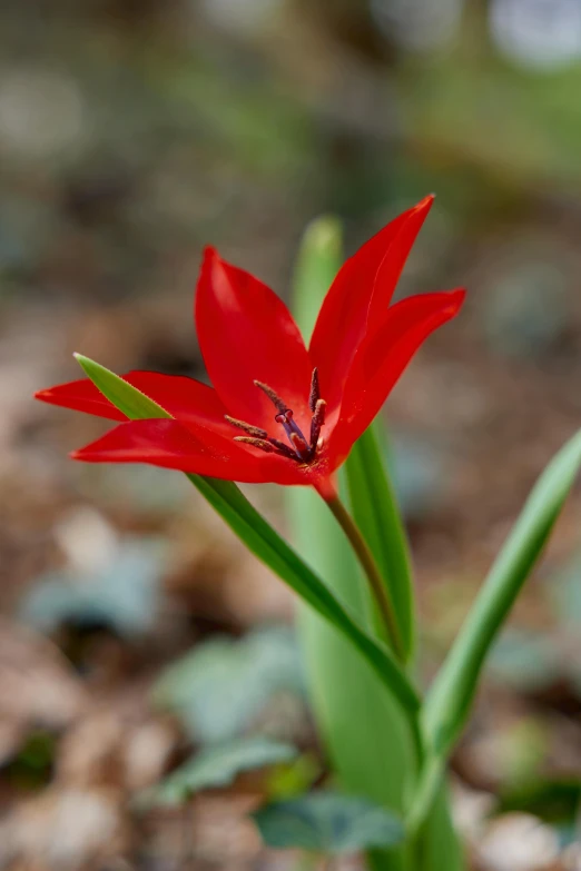 a red flower sitting on top of a leaf covered field