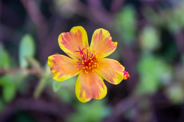 the small flower is in the middle of its petals