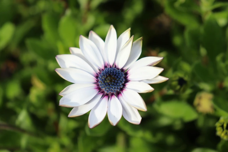 a white flower with purple centers surrounded by green leaves