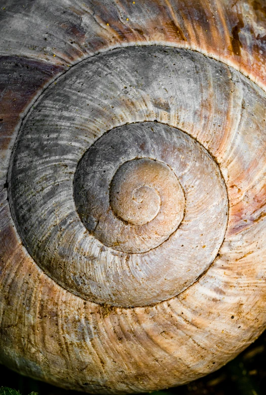 a shell shell shaped like a spiral and with one small face