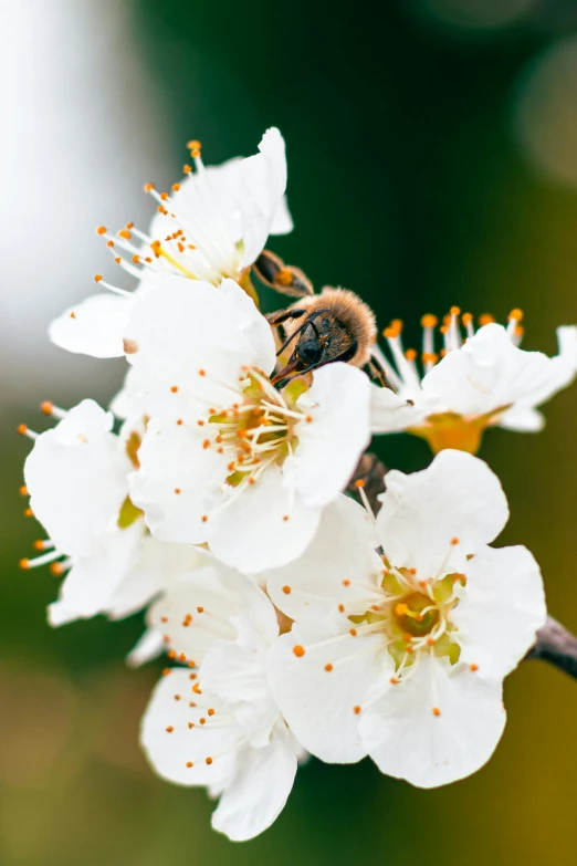 a bee sitting on top of white flowers