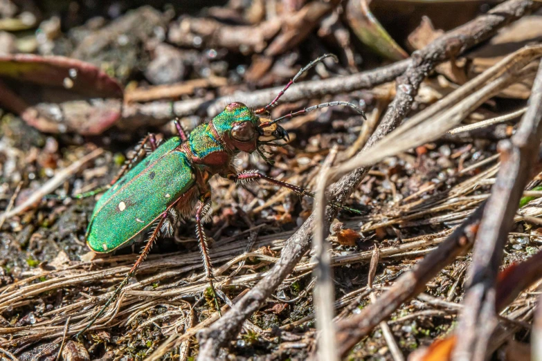 a green bug in the grass and brown twigs