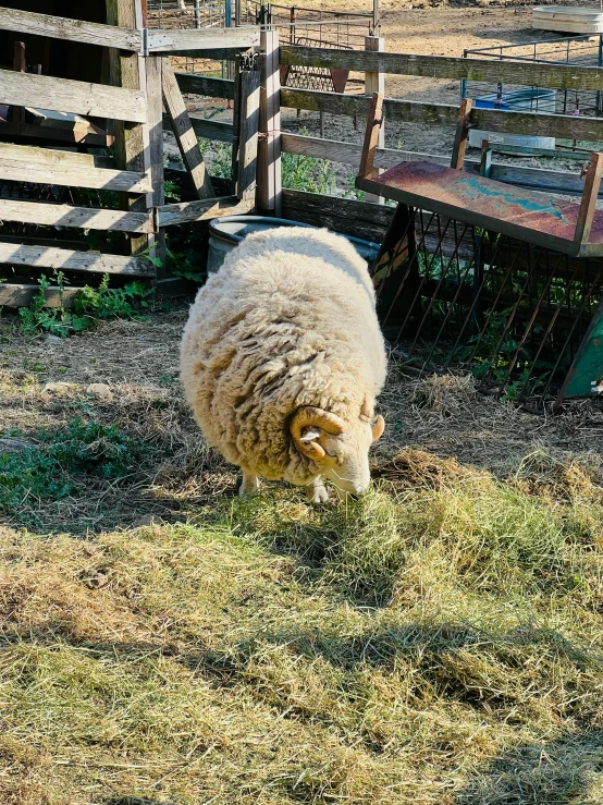 a sheep grazing on the grass in a pin