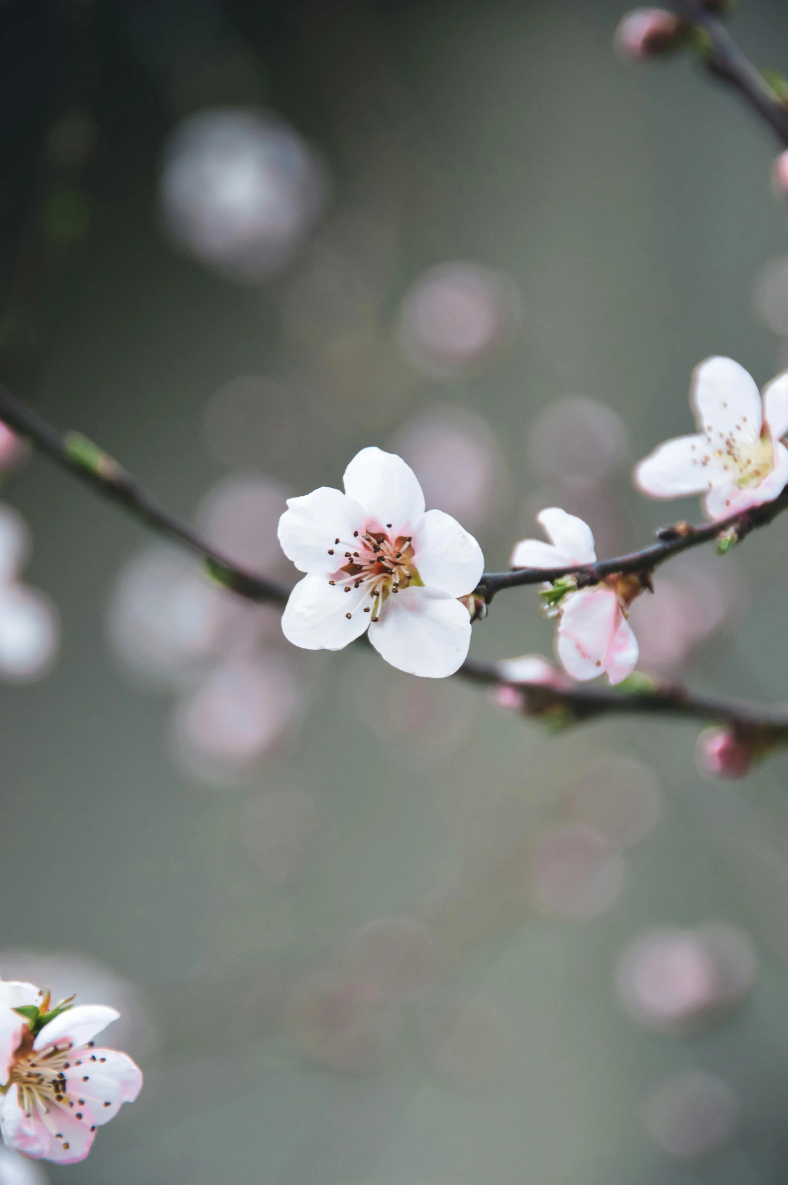 small pink flowers growing from a tree nch