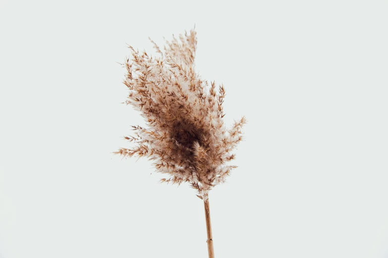 a tall brown flower on a clear day