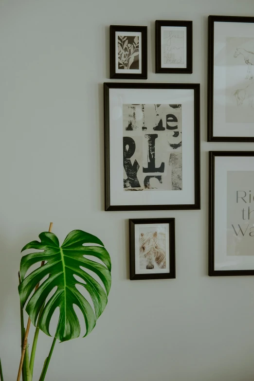 a potted plant sits next to four framed pictures