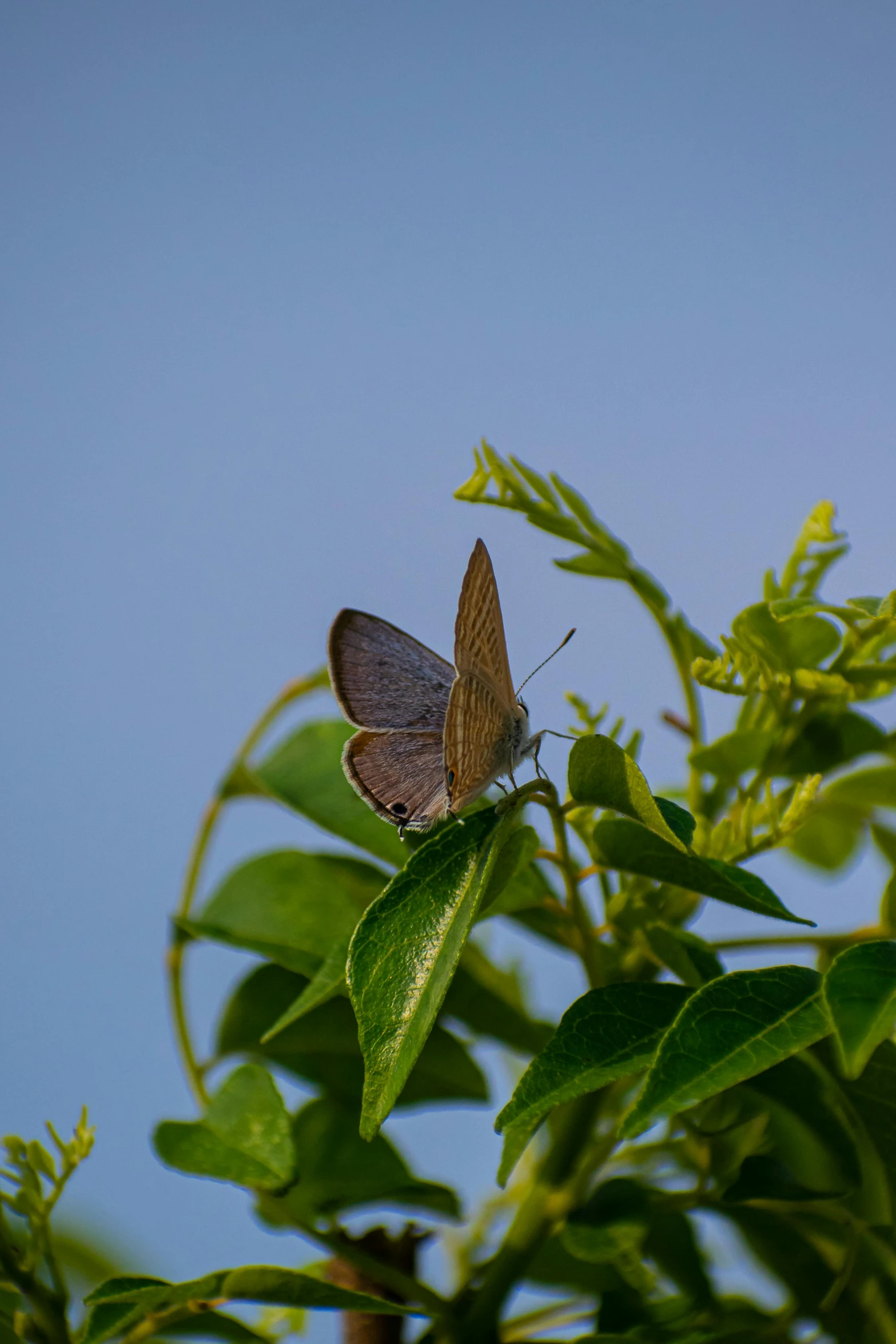 the brown erfly is sitting on a leafy plant