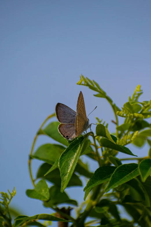 the brown erfly is sitting on a leafy plant