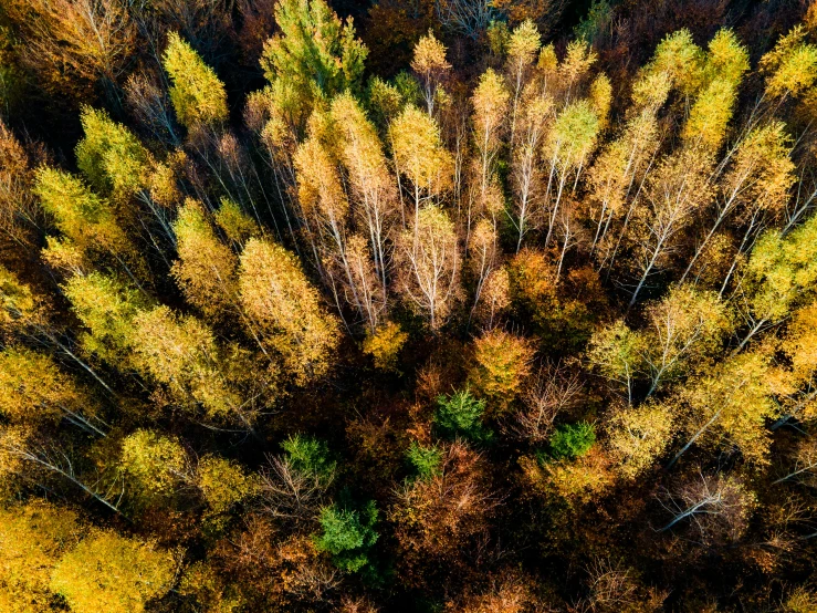 trees in the fall are turning yellow and brown