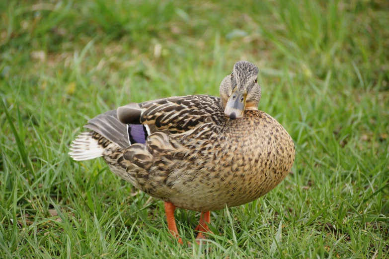 a duck standing on its hind legs in a field