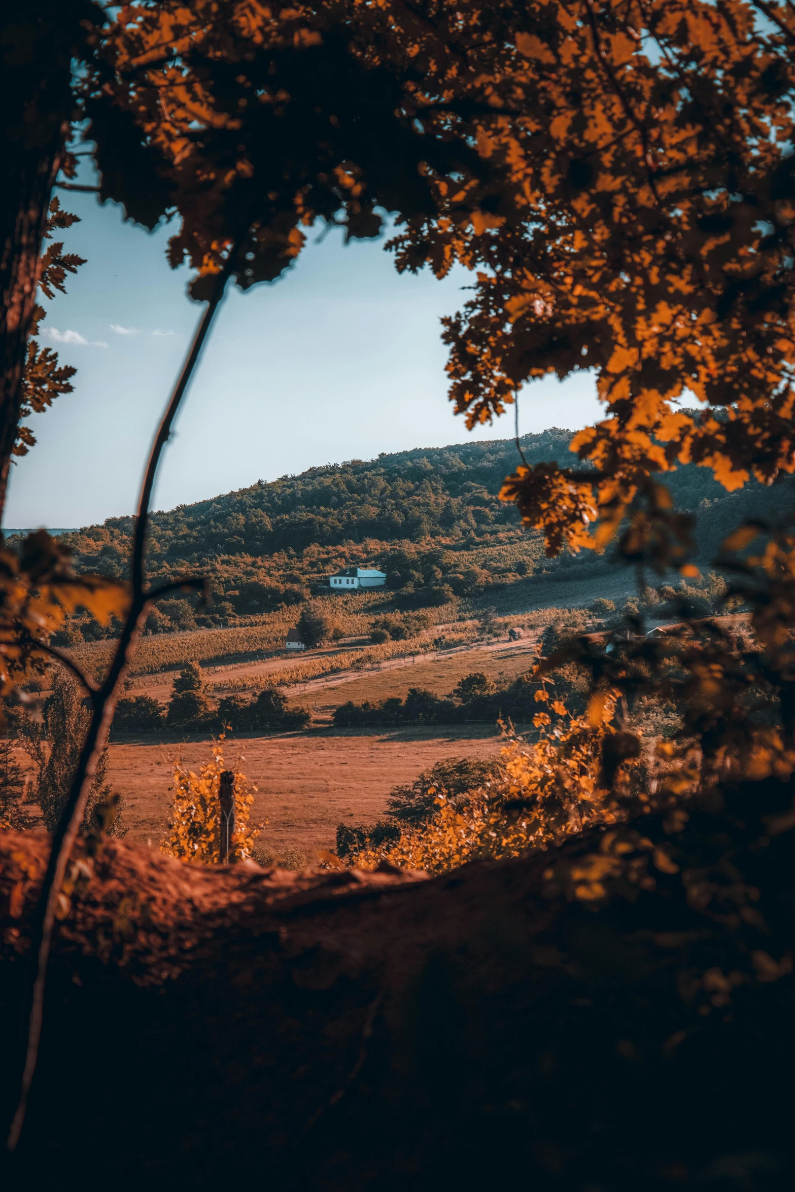 a view looking out from a distance towards a hill