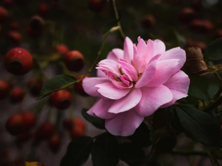 pink flower with red berries in the background