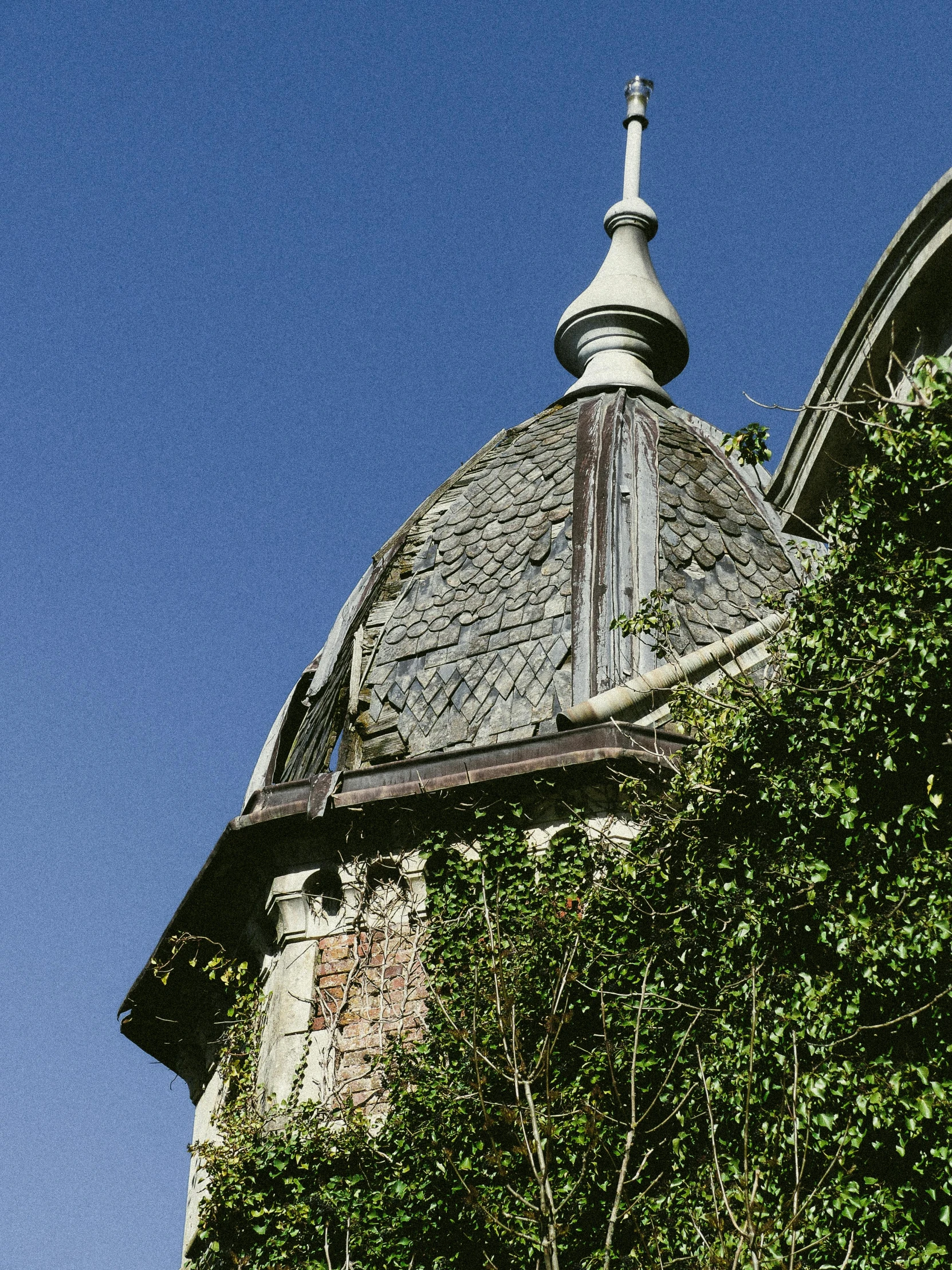 a roof that has been overgrown by vines