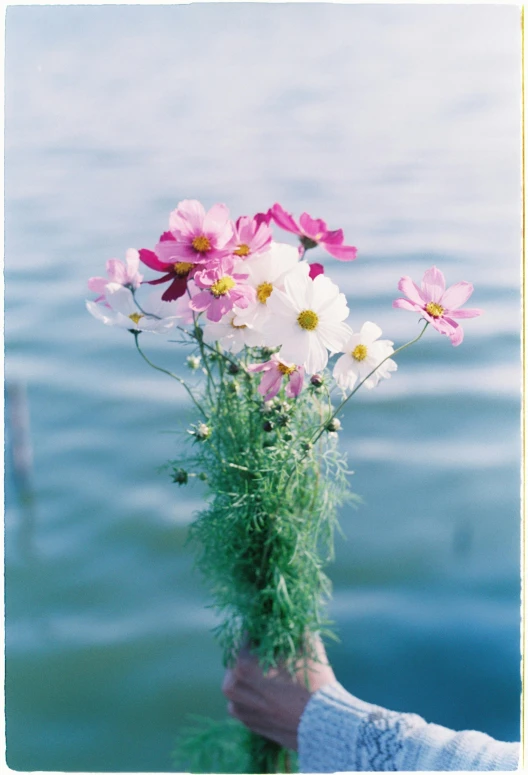 some pink and white flowers and a lake