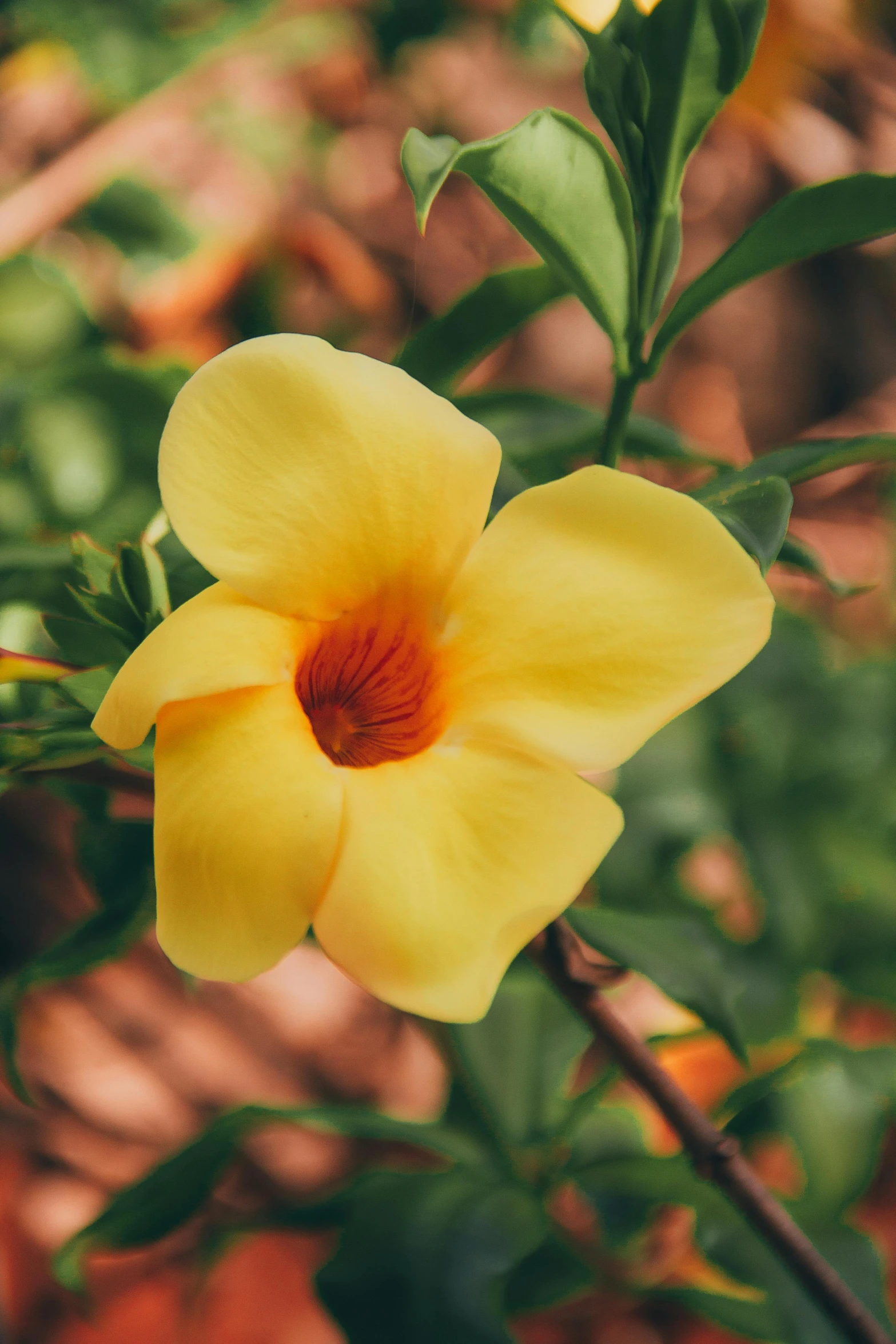 yellow flower blooming from its base near a leafy nch