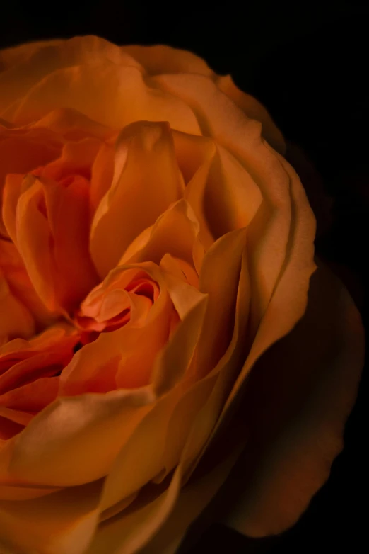 a close up view of a large flower in the dark