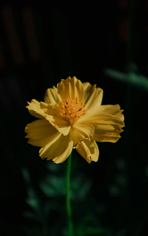 the yellow flower is blooming in front of dark background