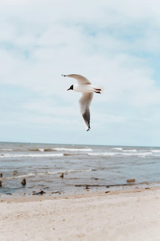 there is a large white bird that is flying in the air