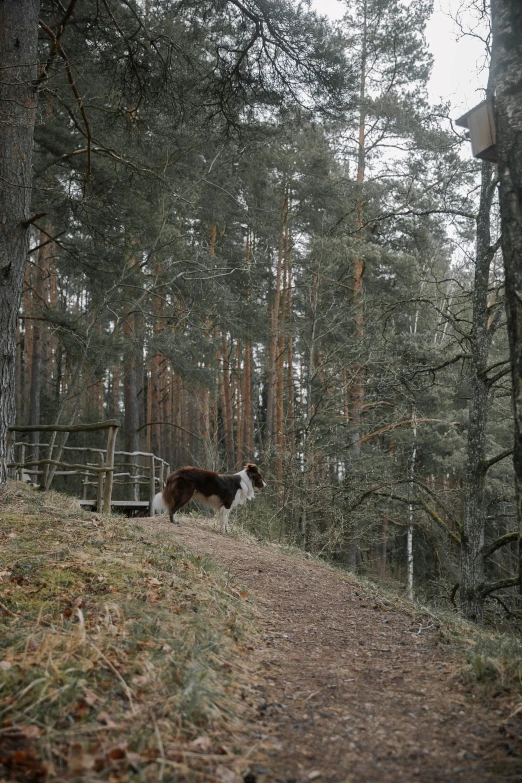 a dog standing on top of a trail in the woods