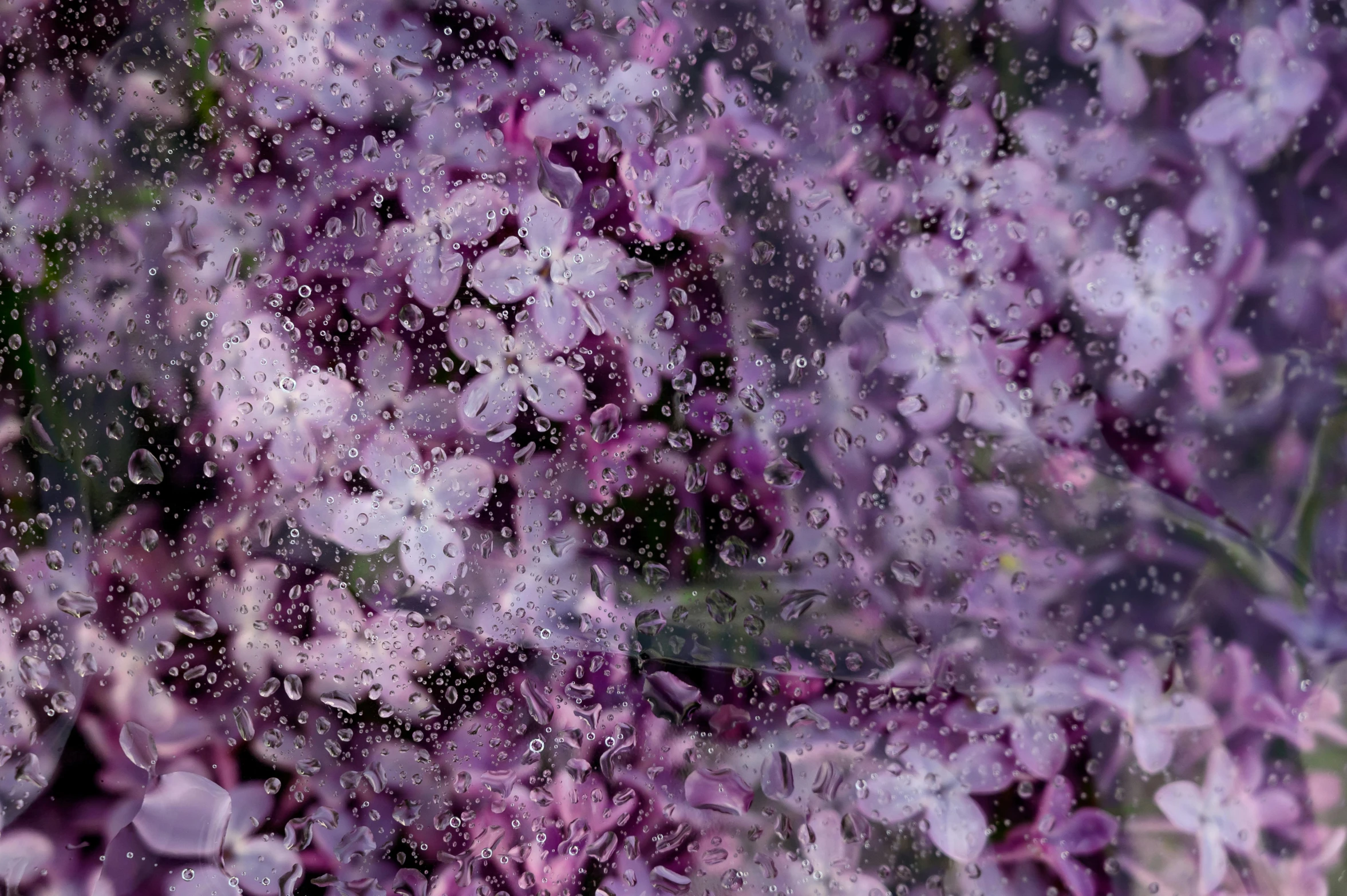 a closeup of flowers that are purple and green