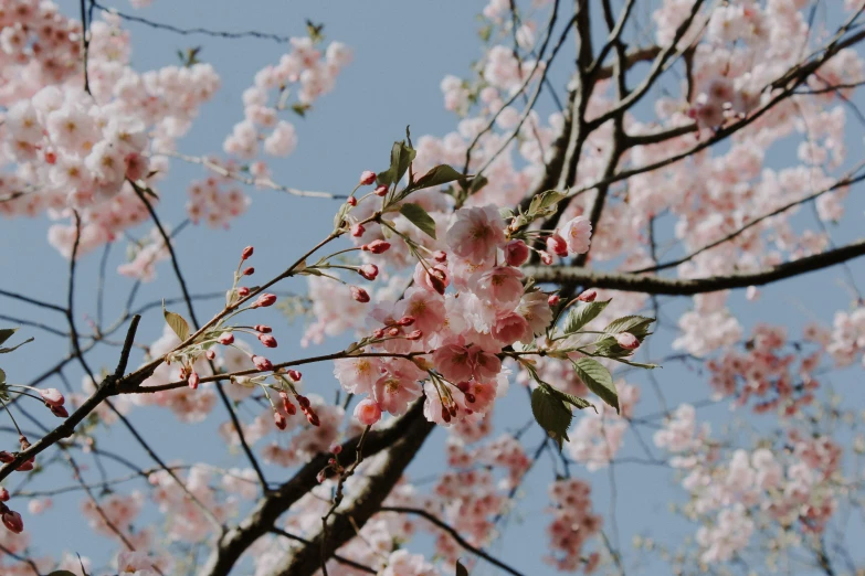 a tree with a bunch of pink flowers and a blue sky